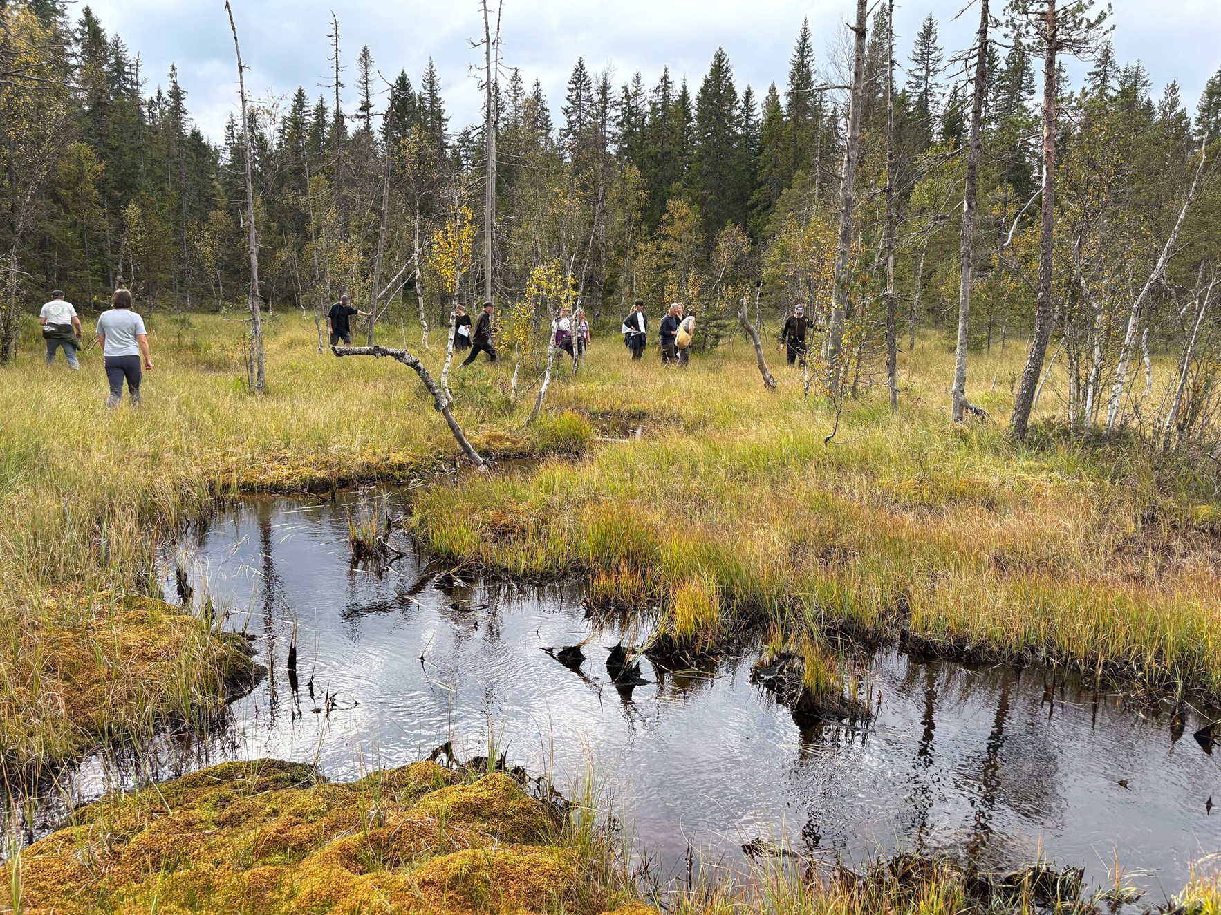 Myrbekk i forgrunnen med mennesker og skog i bakgrunnen