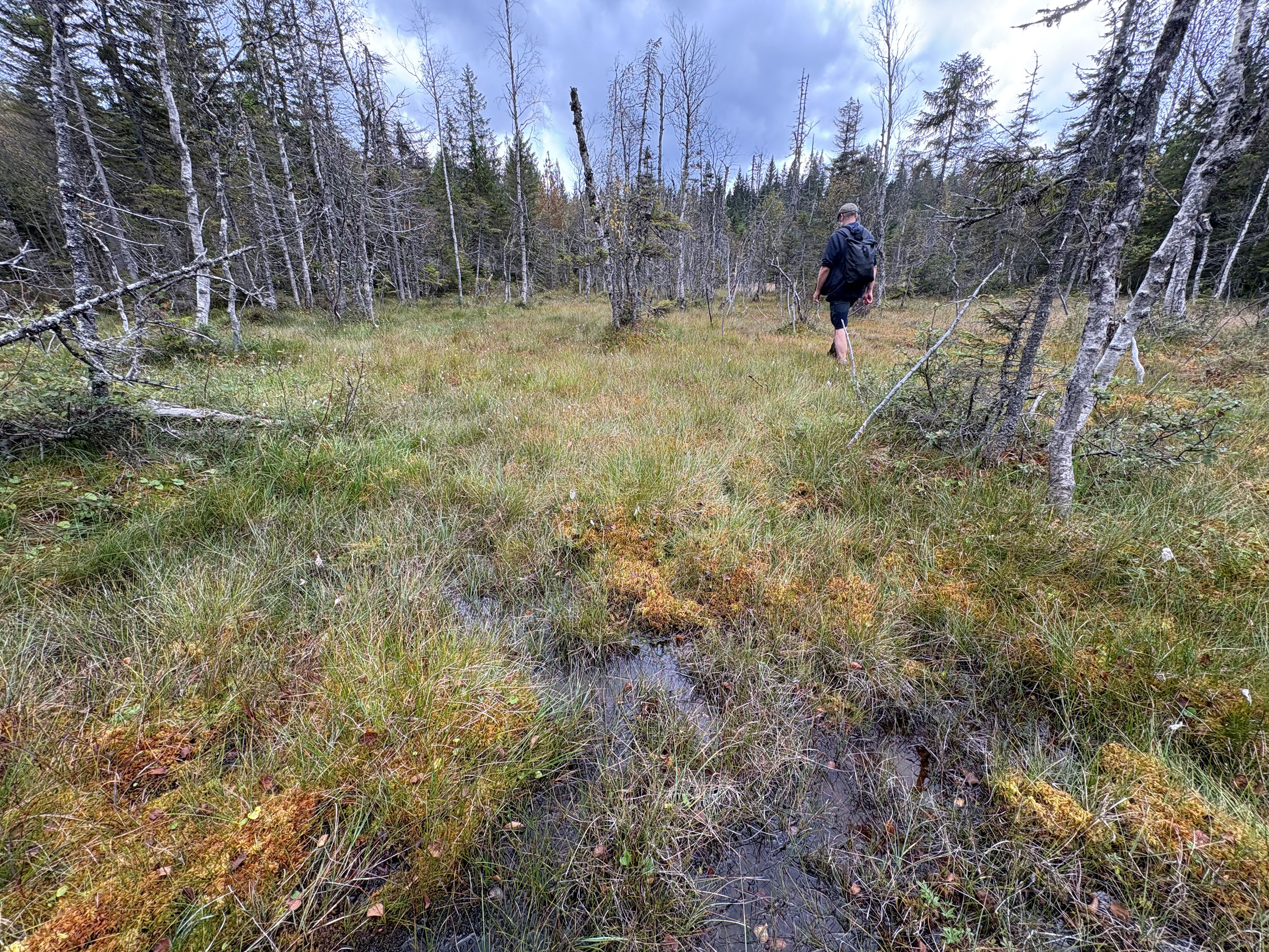 Bilde av myrlandskap med en person i bakgrunnen