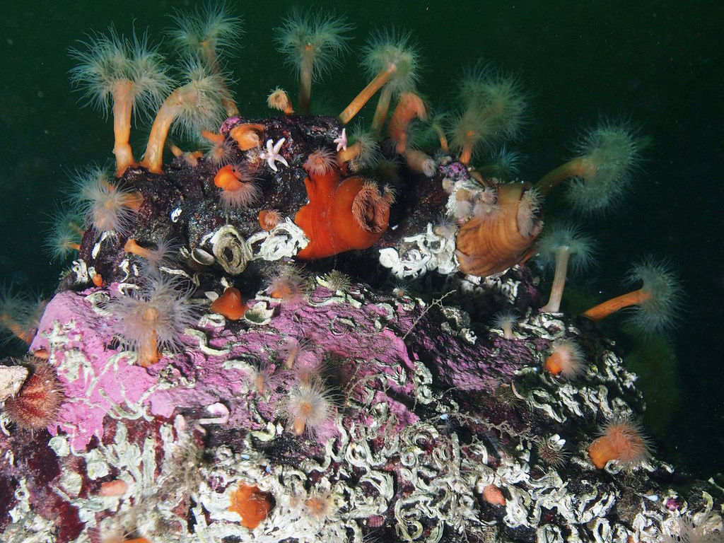 Bilete av ein stor stein med ulike fastgroande artar. Foto: Jonas Thormar / Havforskingsinstituttet