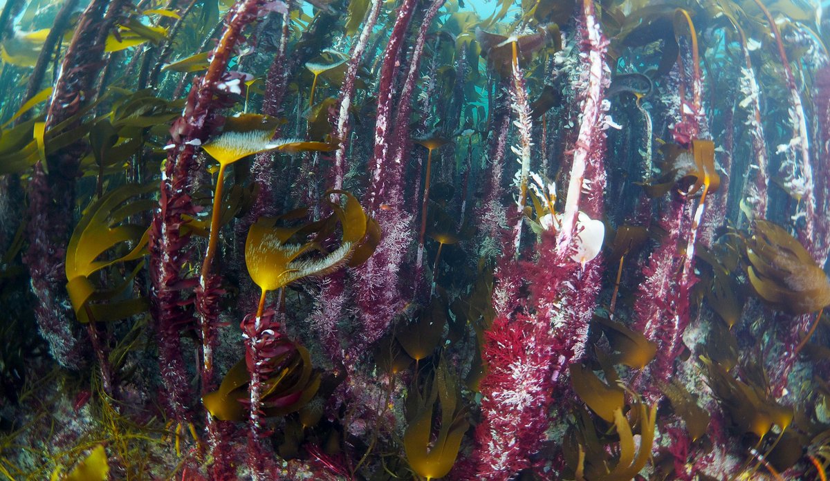 Foto av tareskog: lange tarestilkar med påvekst av ulike mindre artar.