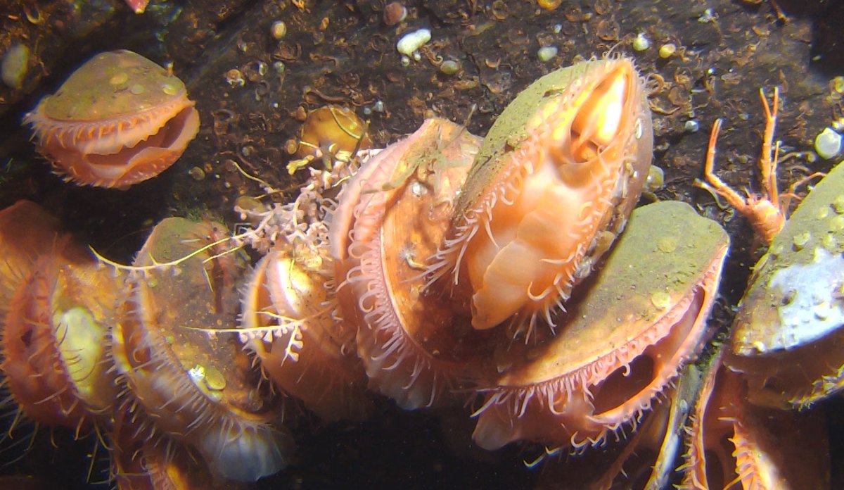 Reirskjell på en fjellvegg på 238 meters dyp i Boknafjorden. Foto: Havforskningsinstituttet